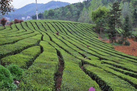 茶園春色