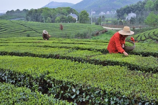茶園春色