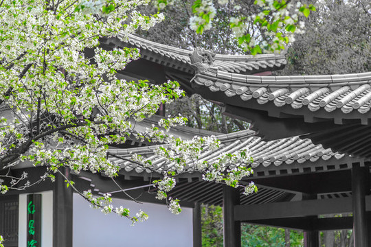 武漢青山公園的櫻花