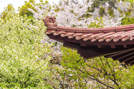 武漢青山公園的櫻花