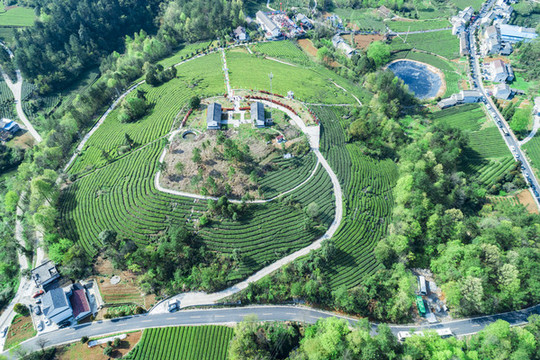 呂家坳村茶園航拍