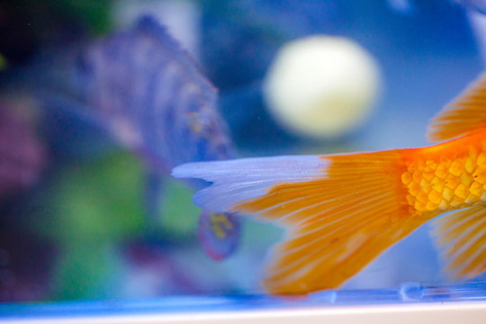 紅錦鯉魚(yú)特寫(xiě)