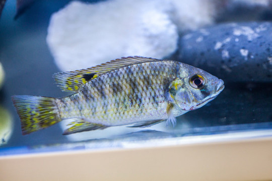 羅非魚特寫