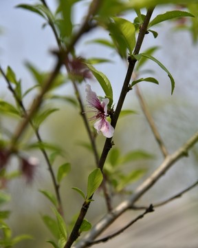 桃樹桃花