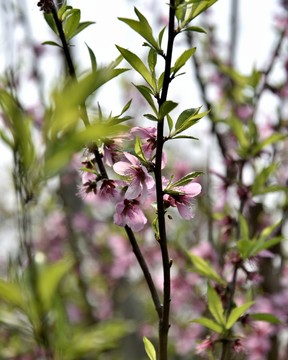 桃花桃樹