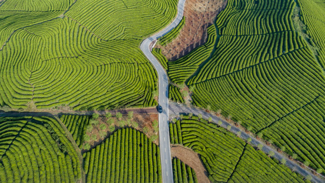 茶葉基地