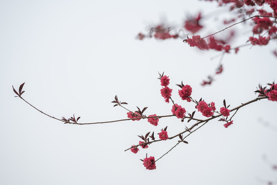 梅花