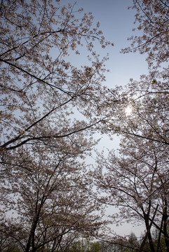 櫻花樹