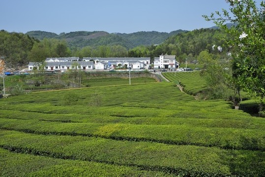 茶園風(fēng)光