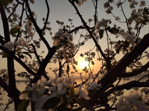 櫻花夕陽