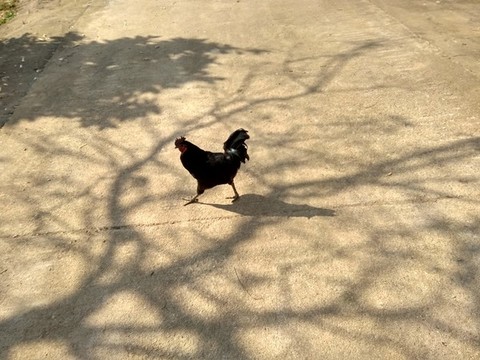 雞