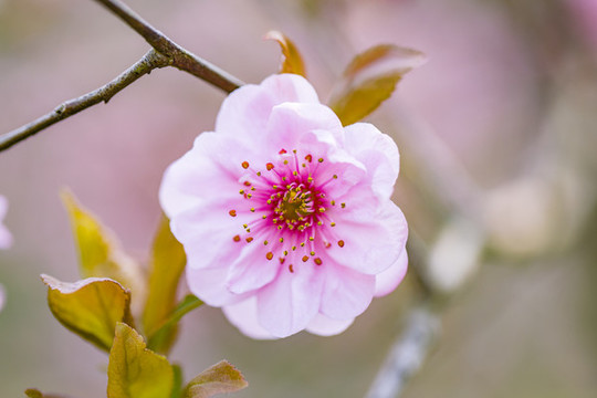 紫葉李花