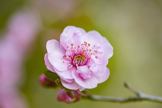 紫葉李花