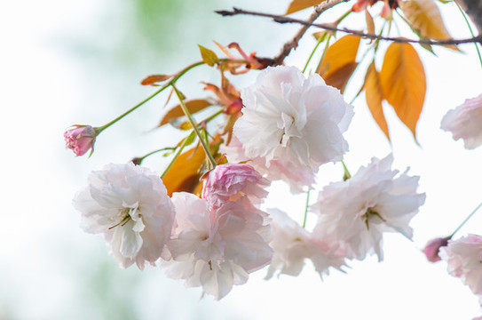 櫻花