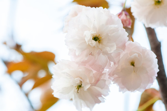 櫻花