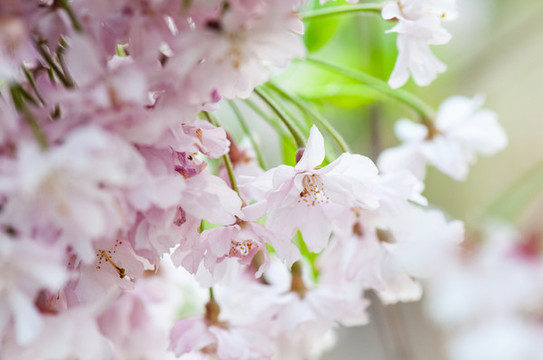 櫻花