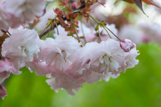 櫻花