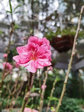 桃花特寫