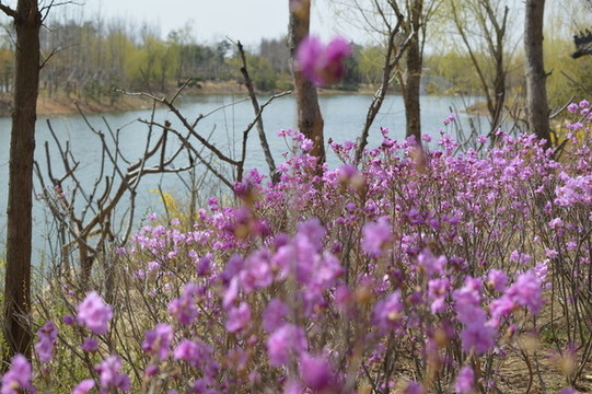 杜鵑花