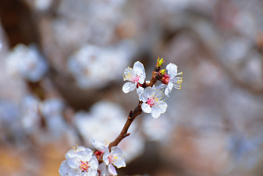 杏花三月