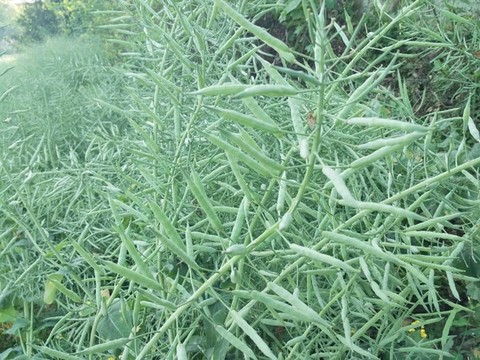 油菜籽