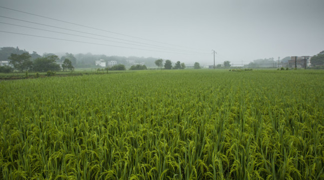 農(nóng)田水稻