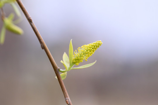柳樹(shù)花