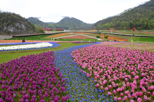 百里杜鵑彝山花谷