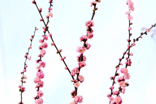 花枝