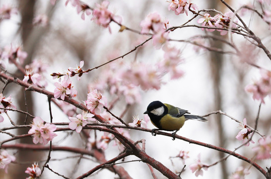 花與雀