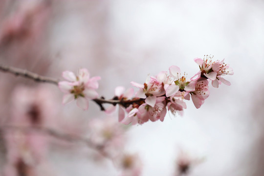 意境桃花