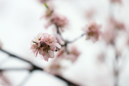意境桃花