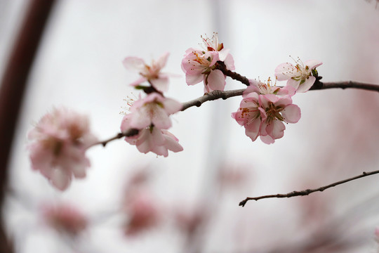 桃花