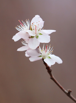高清桃花