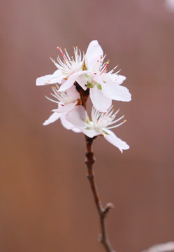 高清桃花