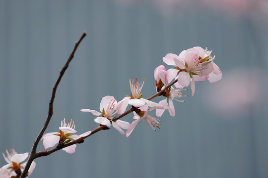 初春鮮花盛開