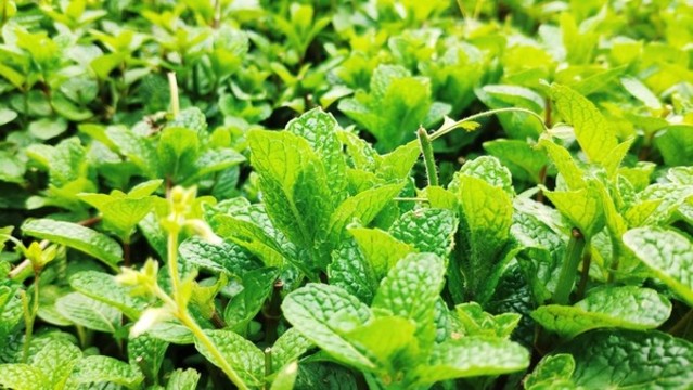魚香菜