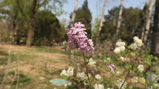 玉淵潭公園