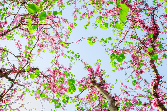 春意盎然紫荊花