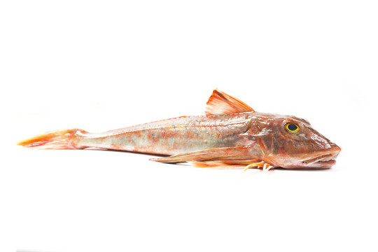 紅娘魚(yú)