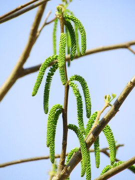 核桃花