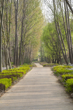 樹(shù)林小路