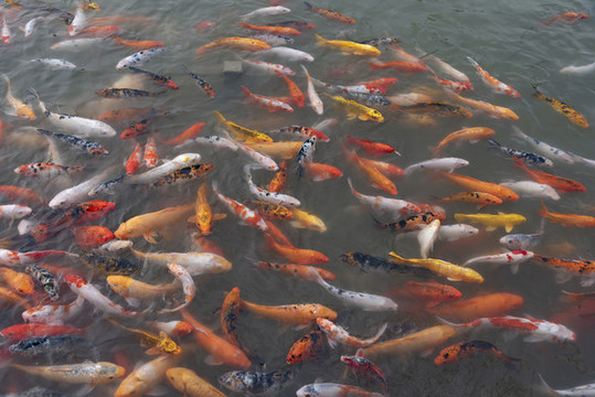 錦鯉魚群
