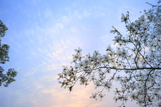 玉蘭花