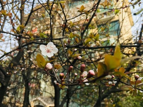 盛開(kāi)的櫻花