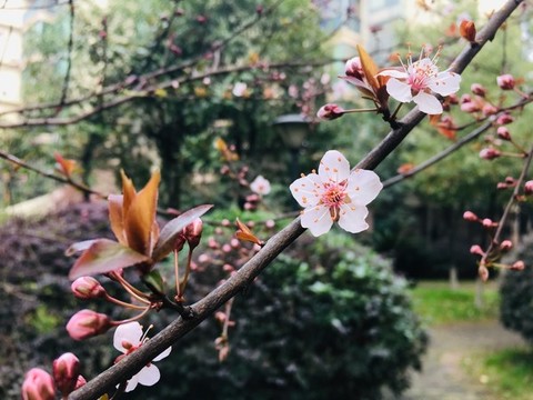盛開的櫻花