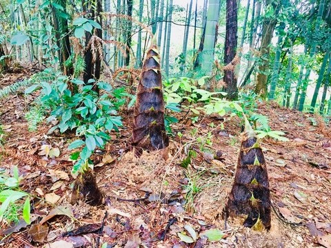 破土而出的春筍