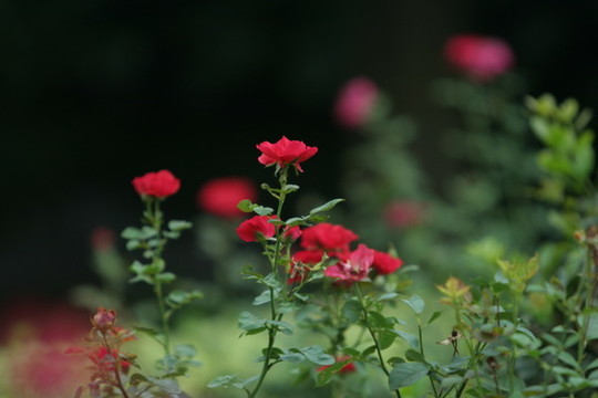 月季花
