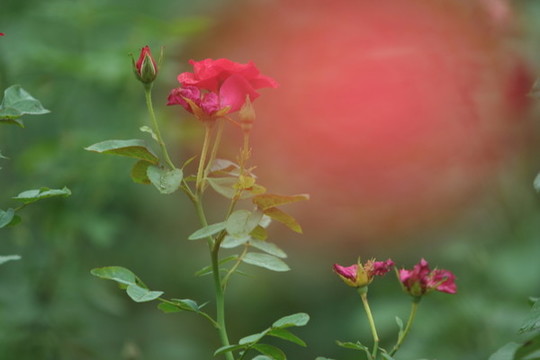 月季花