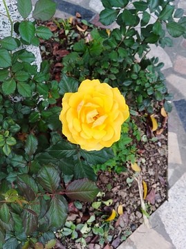 玫瑰花